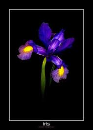 Iris By Henryporter On Deviantart Flowers Photography Iris Flower Photos