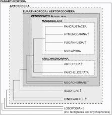 Посмотрите твиты по теме «#euarthropoda» в твиттере. Reviewing The Bases For A Nomenclatural Uniformization Of The Highest Taxonomic Levels In Arthropods Geological Magazine Cambridge Core