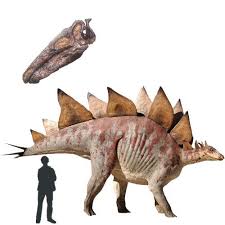 Stegosaurus Dinosaurios Dinosaur Prehistoric Animals Ancient Animals