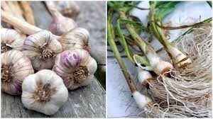 Pastikan bahwa ujung bawang yang runcing menghadap ke. How To Grow White Garlic Cara Tanam Bawang Putih Youtube
