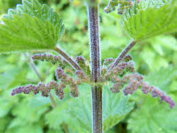 Before puttingt them in the garden, harden them off for a week. When Not To Eat Stinging Nettles Wild Walks Southwest