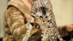 Owners are amazed at how their savannah follows them around the house and. Why This Feline Can Set Cat Lovers Back 22k Abc News