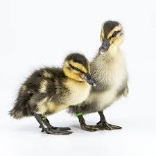 Ducklings Rouen
