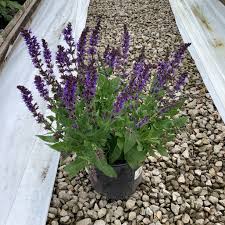 Image result for Salvia