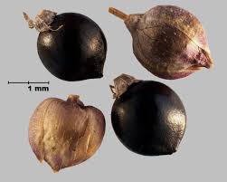 Image result for Persicaria madagascariensis