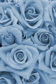 If you're looking for the best blue rose wallpaper then wallpapertag is the place to be. Dusk Blue Roses Blue Roses Wallpaper Blue Flower Wallpaper Blue Wallpaper Iphone