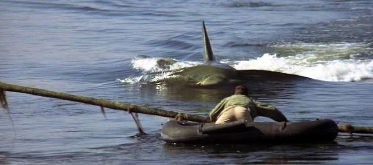 Jaws 2 (1978) | Qwipster | Movie Reviews Jaws 2 (1978) %