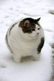 19 Fotos De Gatos Gordos Cats Cute Animals Cat Crying