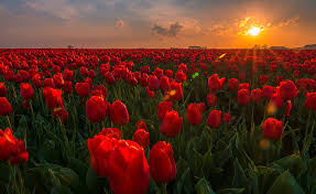 Selain warna merah bunga tulip juga ada yang berwarna putih. Bunga Tulip Bunga Alam Bunga Merah Matahari Terbit Wallpaper Hd Wallpaperbetter