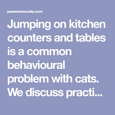 How To Keep Your Cat Off The Kitchen Counter Kitchen Counter Counter Kitchen