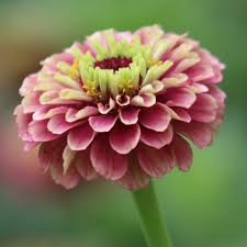 Pin On Garden