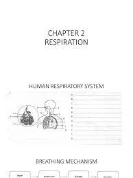 Science form 3 kssm (eye). Science Form 3 Chapter 2 Respiration Respiratory System Lung