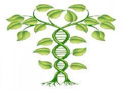 We did not find results for: Biofpr News Article Yield10 Researchers Publish Research In Plant Cell Reports