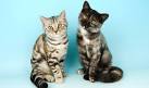 British Shorthair Cat Breed Profile | Petfinder