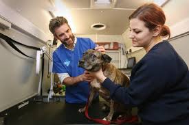 From hereditary traits in purebreds to common. A Day In The Life Of Our Mobile Pet Clinic Blue Cross