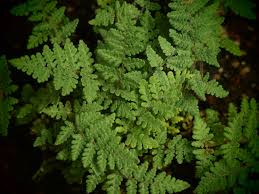 Image result for Cheilanthes inaequalis