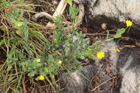 Image result for Emilia discifolia