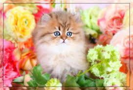 Rug hugger, exotic shorthair & teacup persian kittens available also! Teacup Persian Kittens For Sale Doll Face Persian Kittenssuperior Quality Persian Himalayan Kittens For Sale In A Rainbow Of Colors In Business For 32 Years
