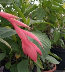 2 zorgen voor de tranen van de koningin. Billbergia Nutans Queen Anne S Tears Online Mail Order Plant Nursery