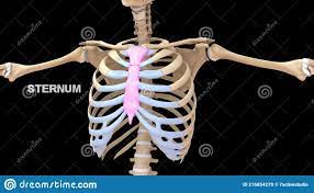 Human Chest Bone Sternum Or Breastbone Stock Illustration Illustration Of Sternum Body 216854279
