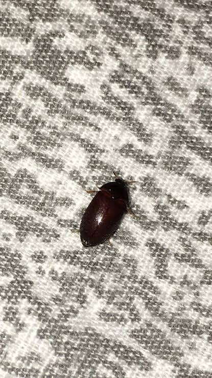 Hey guys, found this in my bed in a Maryland apartment late last night. Is it a beg bud? : r/Bedbugs