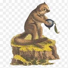 The finding was presented august 10, 2005, along with the discovery of the northern giant mouse lemur (mirza zaza) as a. Duke Lemur Center Gray Mouse Lemur Goodman S Mouse Lemur Kirindy Forest Primate Hanuman Hand Painting Material Watercolor Painting Mammal Png Pngegg