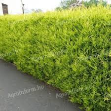Igénytelen, a napos és a félárnyékos helyet is kedveli. Leylandi Ciprus Elado Aktiv Kinal Taksony 990 Ft Agroinform Hu