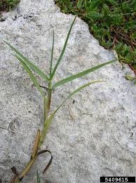 Image result for Paspalum vaginatum