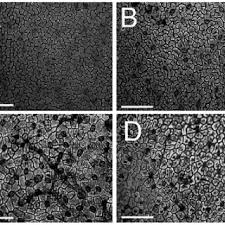 View details, map and photos of this single family property with 3 bedrooms and 2 total baths. Pdf A New Species Of Clematis L Ranunculaceae From Iran