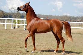 412 likes · 1 talking about this · 271 were here. Pin On Arabian Horse