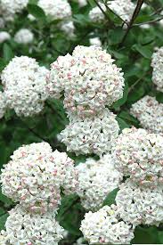 Use a foundation plant, in shrub borders or as a hedge. Buy Fragrant Snowball Viburnum Carlcephalum Free Shipping 3 Gallon Size Plant For Sale Online From Wilson Bros Gardens