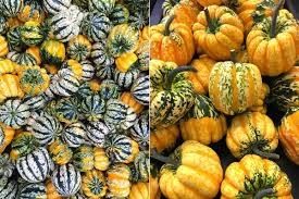 Image result for carnival acorn squash