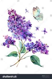 The jacaranda tree is fast growing and the purple flowers bloom in mid to late spring. Watercolor Drawing Of Beautiful Lilac Bouquet And White Butterfly Hand Drawn Bo Watercolor Drawing Of Bea Lilac Painting Flower Drawing Purple Flower Tattoos