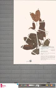 Image result for Aneulophus africanus