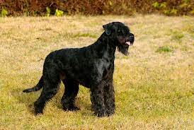 Please feel free to post here if your topic does not fit into one of the categories under 'caring for your schnauzer'. Giant Schnauzer Puppies Animal Kingdom Puppies N Love