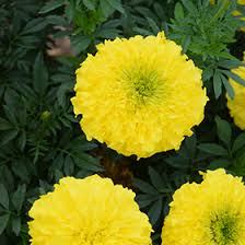 Image result for Tagetes erecta