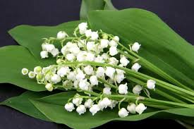 Trouvez les muguet images et les photos d'actualités parfaites sur getty images. Fleurs De Coccinelle Posts Facebook