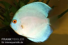 Sie können beifische selbstverständlich auch. Diskusfisch Asia Nz Symphysodon Discus Blue Diamond Kaufen