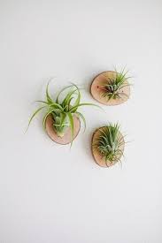 Diy Air Plant Holder New Little Log Rounds Mount The Air Plants Voila Beautiful Plant Display Ideas Air Plants Decor Plants