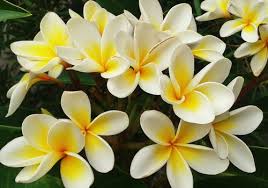 Exklusive vorteile, tolle geschenke & top angebote! What Is Frangipani Facts About The Perfume Ingredient
