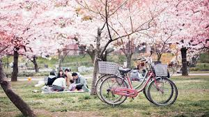 Resultado de imagen para hanami japon