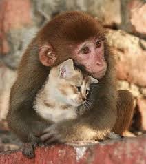 Pin By Kathy Cooper On Animal Love Cute Animals Baby Animals Animals Beautiful