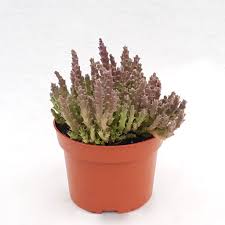 Image result for Stapelia