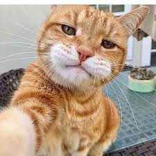Pin On Chats Chatons Comment Elever Son Chaton