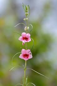 Image result for Sesamum angustifolium