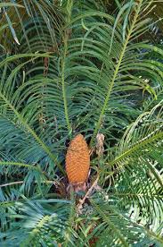 Image result for Cycas thouarsii