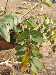 Image result for Senna singueana