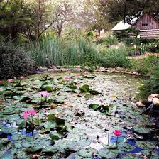Antique Rose Garden Brenham Tx Brenham Local Travel Outdoor