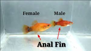 How To Tell The Gender Of My Platy | Pets On Mom.Com