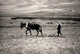 حراث قرية عارة في وادي عارة ٣٨ ٥ كم جنوب حيفا ١٩٣٥ palestine history palestine history